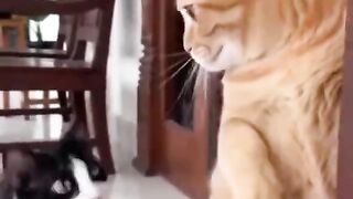 Abu's kung fu style