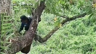 Tense moments involving wild forest honey