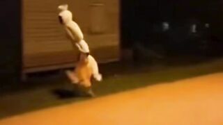 Video lucu pocong fi kejer anjg ekwk