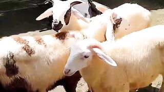My sheeps