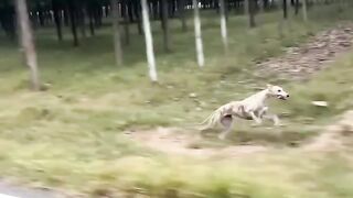 Pro Hounds World