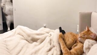 The Meow Moves