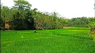 Scenic Rice Field Along a Country Road