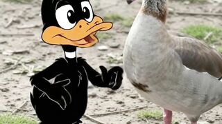 What the DUCK