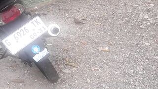 Burung perkutut