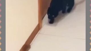 Tikusnya Hilang