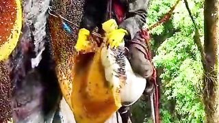Harvesting honey is full of challenges.