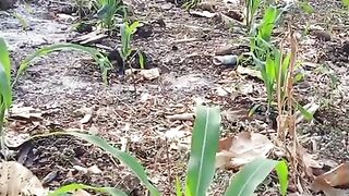 Jagung 2