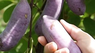 Sausage like fruit