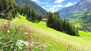Swiss 7