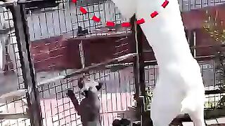 Iuna mama
