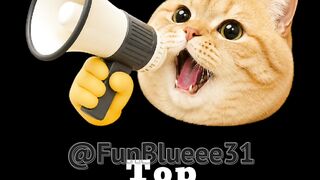 Funny fighter cat