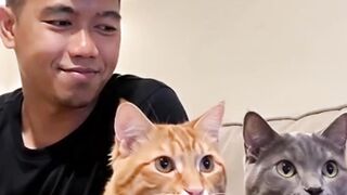 The funny antics of the Orange Cat and Roni – Part 2