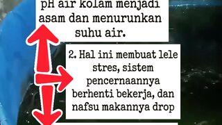 Jangan Kasih Makan Lele Saat Hujan Lebat