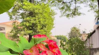 Flowers vedio