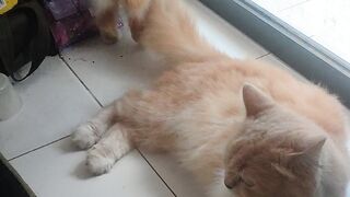 Zero Rules: A Mother Cat’s Ultimate Battle Against Her Chaotic Kitten!