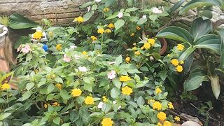 Muita chuvas por aqui as flores estão lindas