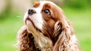 ✅Toque Isso para Seu Cachorro e Veja o Que Acontece
