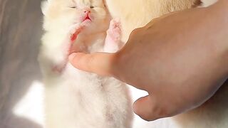 Very adorable little cat