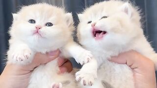 This cat is so adorable
