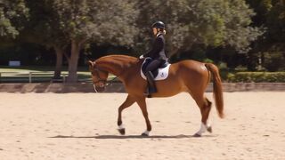 Horse 26