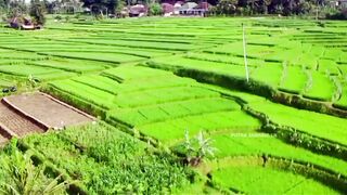 Rice Field Serenity: Your Nature Sanctuary