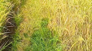 Vidio sawah