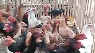 Panen ayam kampung