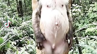 Tingkah lucu monyet