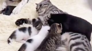 That’s Why Pets Love Milk So Much! So Funny