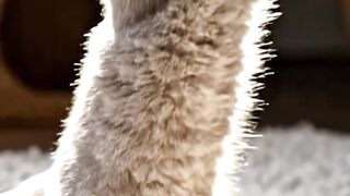 GATO BRINCANO COM CACHORRO