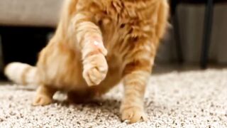 GATO BRINCANO COM A  BORBOLETA
