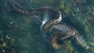 Anaconda  vs crocodile