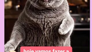 GATO FASENDO PIZZA