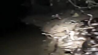 Rumahnya para king cobra