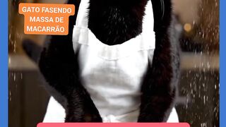 VEJÁ GATO FAZENDO MASSA DE MACARRÃO