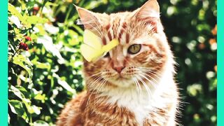 GATO BRINCANO COM A BORBOLETA