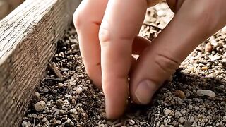 From Tiny Seed to Carrot 🥕🌱 | Amazing Carrot Growth Time Lapse