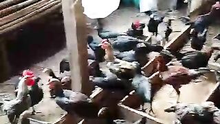 Panen ayam kampung 2
