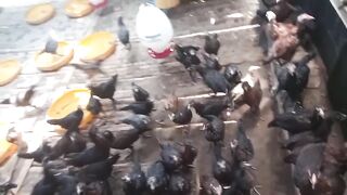 Ayam kampung 6