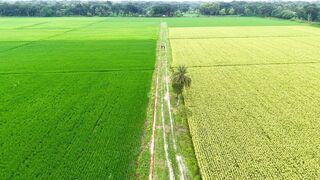harvest season