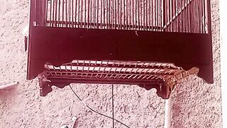 Burung dalam sangkar