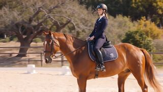 Horse 27