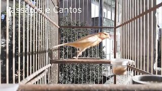 Canto do canario belga