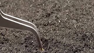 From Tiny Seed to Eggplant 🍆🌱 | Amazing Eggplant Growth Time Lapse