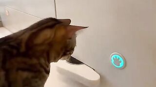 bengal cat