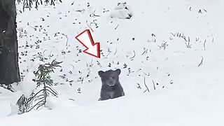 Abandoned Baby Bear