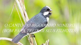 Canto dos passaros