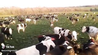 Sapi yang sangat banyak