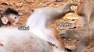 ku sebut dia pemberani 🤣